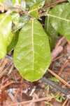 Dwarf live oak